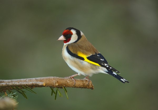 Vögel