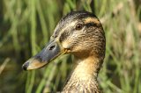 PICT2271 Stockente