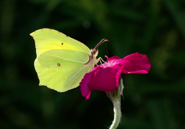 Insekten