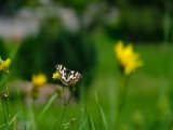 DSC00291