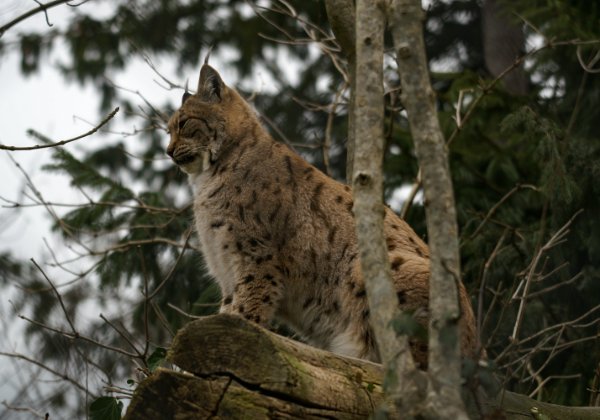 Raubtiere