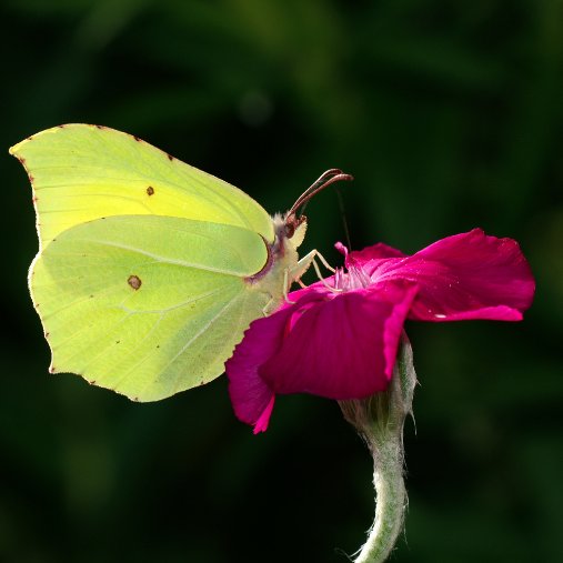 Insekten