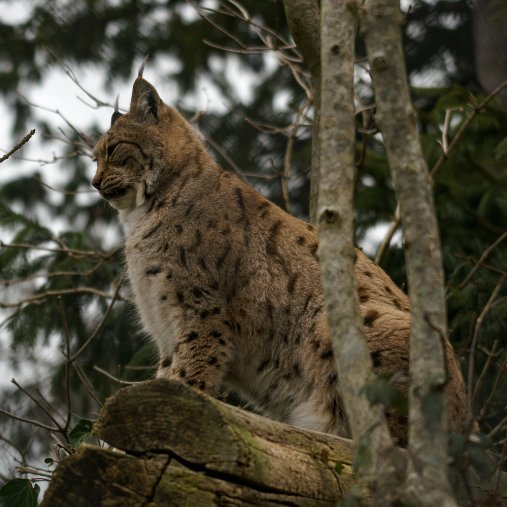 Raubtiere