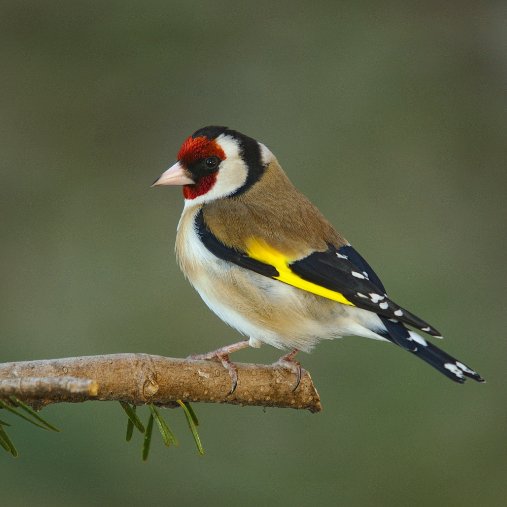 Vögel