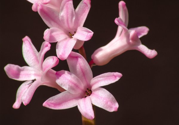 Blumen