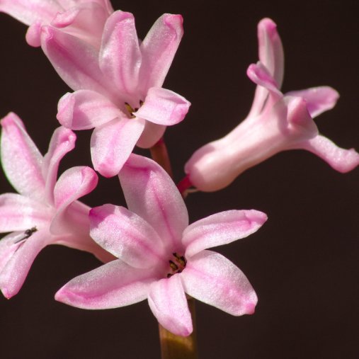 Blumen
